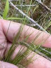 Rhynchospora thornei