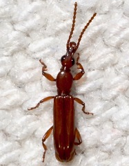 Cerobates