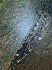 Leptodactylus insularum