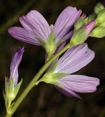 Sidalcea covillei