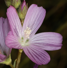 Sidalcea covillei