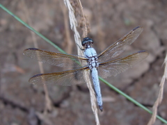 Libellula flavida