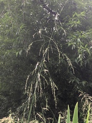 Glyceria elata