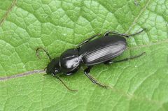 Pterostichus madidus