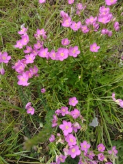 Centaurium portense