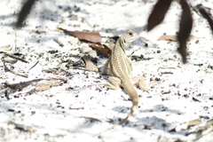 Ngo Van Tri's Lady Butterfly Lizard photo 1