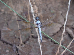 Libellula flavida