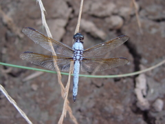 Libellula flavida