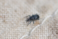 Archarius salicivorus