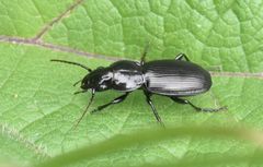 Pterostichus madidus