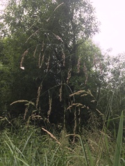 Glyceria elata