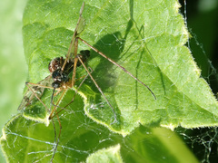 Ptychoptera lacustris