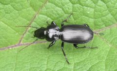 Pterostichus madidus