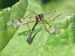 Ptychoptera lacustris