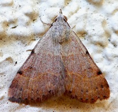 Hemeroplanis historialis