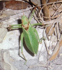 Paracyrtophyllus robustus