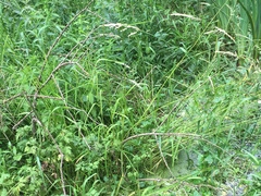 Glyceria elata