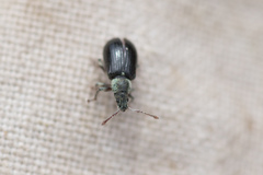Phyllobius viridicollis
