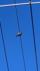 Sphecotheres vieilloti