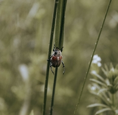 Chaetopteroplia segetum