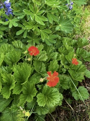 Geum coccineum