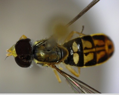 iNaturalist observation photo of Margined Calligrapher