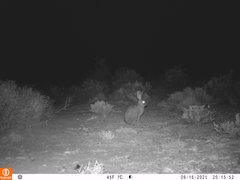 Bunolagus monticularis