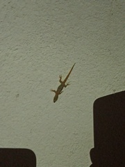 Gonatodes albogularis