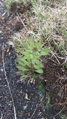 Erysimum virgatum