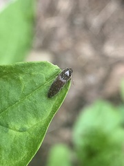 Melanotus americanus