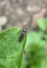 Melanotus americanus