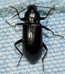 Strongylium terminatum