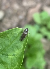 Melanotus americanus