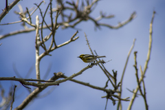Setophaga townsendi