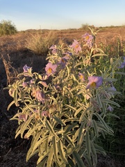 Solanum elaeagnifolium