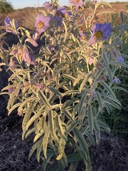 Solanum elaeagnifolium