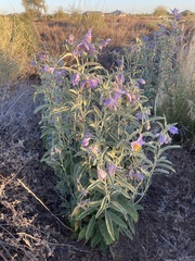 Solanum elaeagnifolium