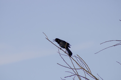 Quiscalus mexicanus