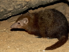 Common Kusimanse photo 2