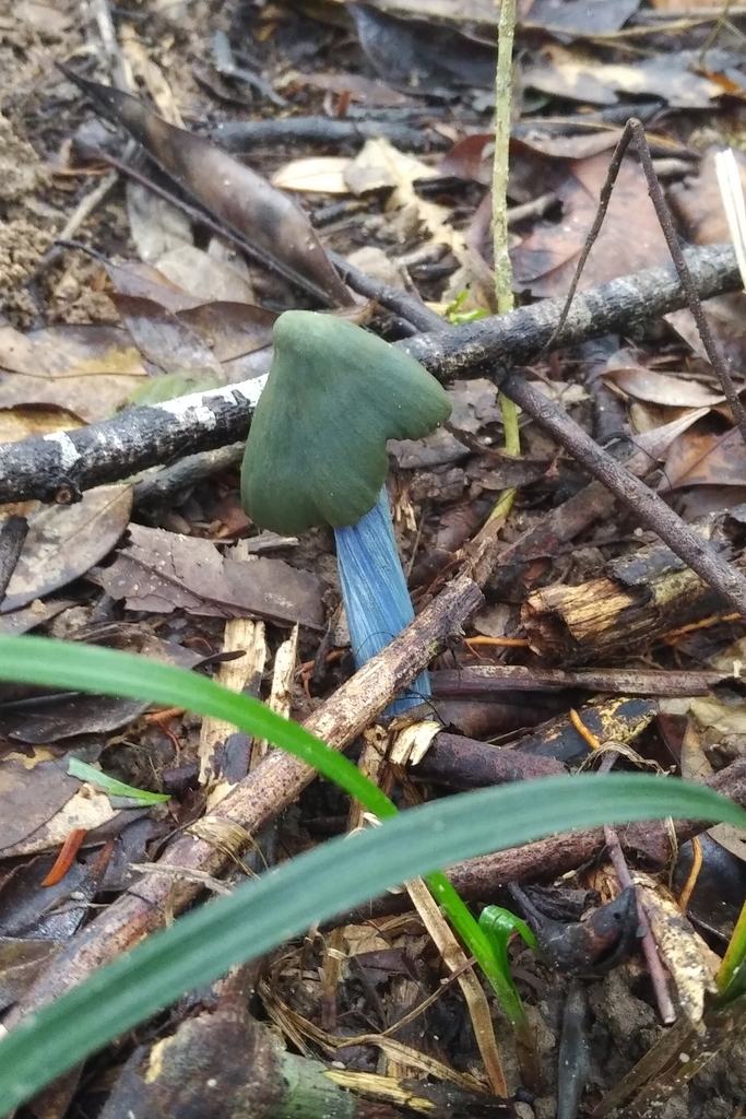 Entoloma azureoviride