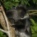 Indochinese Lutung - Photo (c) bangtran, some rights reserved (CC BY-NC), uploaded by bangtran