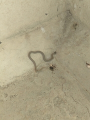 Tantilla hobartsmithi