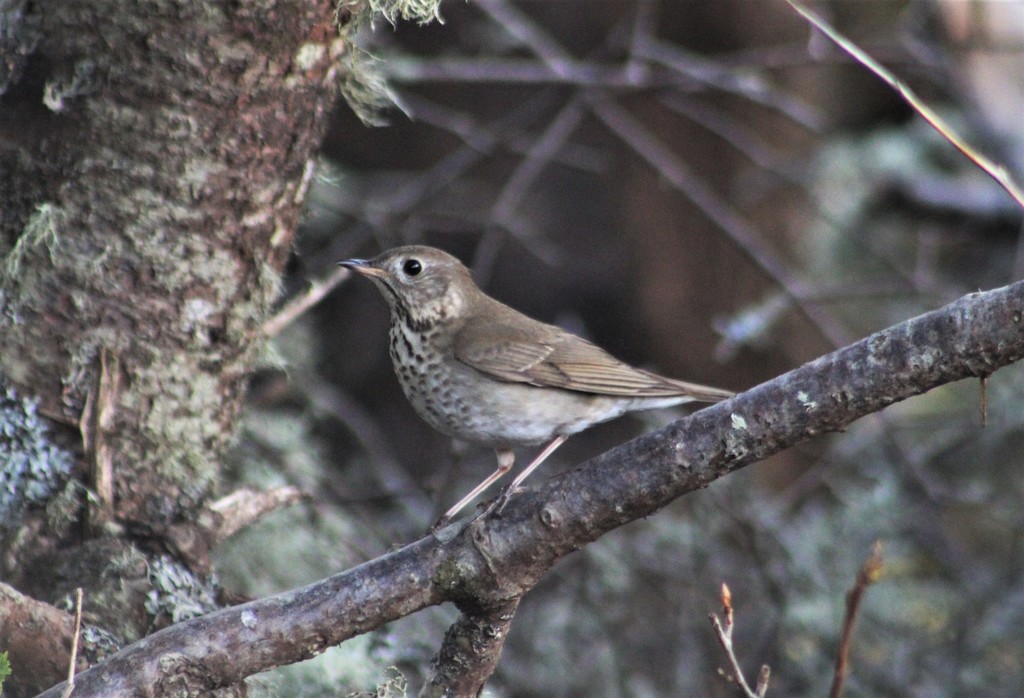 Newfoundland Gray-cheeked Thrush