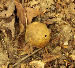 Amphibolips quercusinanis