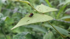 Gynandrobrotica