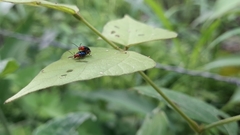 Gynandrobrotica