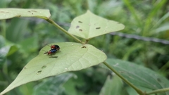 Gynandrobrotica