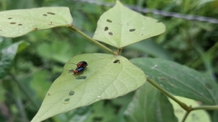 Gynandrobrotica