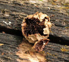 Amphibolips quercusostensackenii