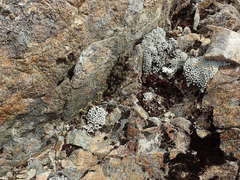 Arthrorhaphis alpina